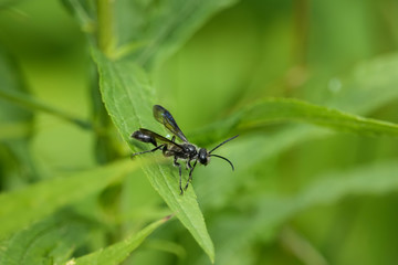 Grass Carrying Wasp on Leaf