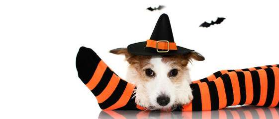 BANNER OF A CUTE HALLOWEEN DOG WEARING A WITCH OR WIZARD HAT SITTING  OVER  ORANGE AND BLACK SOCKS...