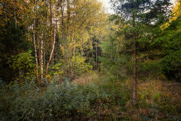 forest in autumn