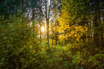 autumn in the forest