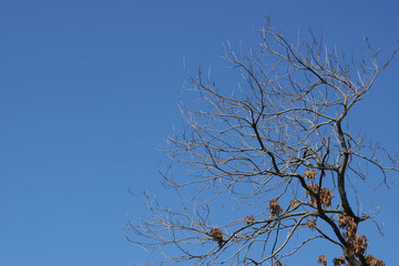 Leafless Tree with Clear Blue Sky