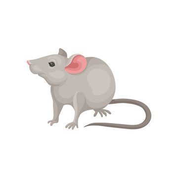 Flat vector icon of mouse. Rodent with pointed snout, large pink ears and long tail. Small gray mice