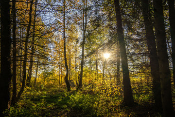 Fototapeta premium autumn in the forest
