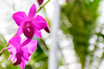 Pink Phalaenopsis or Moth dendrobium Orchid  in a day. Close up pink orchid  in tropical garden.