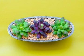 Haworthia limifolia cactus or succulent plant