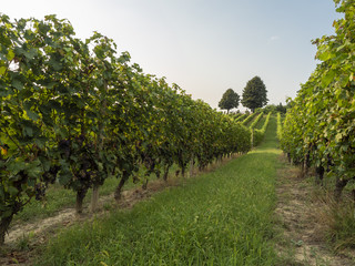 Fototapeta na wymiar Wineyard in Monferrato Piedmont Italy