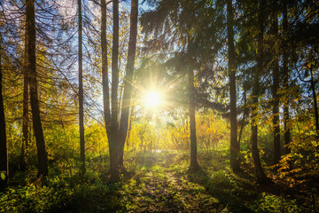 rays of sun in the forest