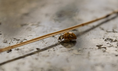 Lady bug closeup on grey marble reflective surface in autumn fall weather 