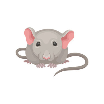 Flat vector icon of little mouse, front view. Gray mice with big pink ears, small shiny eyes and long tail. Domestic animal