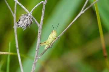 Grasshopper Nymph on Stem in Summer