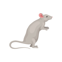 Cute domestic mouse standing on hind legs, side view. Small gray rodent with big pink ears and long tail. Flat vector icon