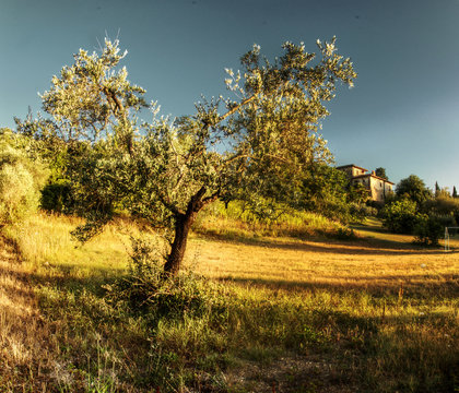 Olive tree in warm dawn light, Montespertoli, Tuscan region of Florence