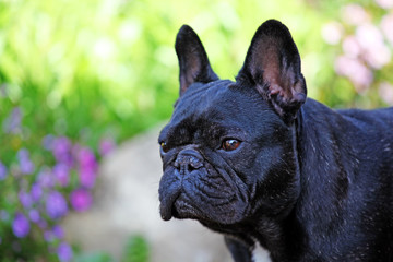 French Bulldog autumn garden 