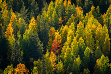 Obraz premium Autumn colors