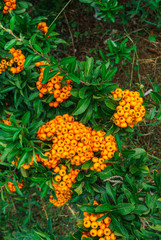 Decorative bush with orange berries Pirakanta in the park