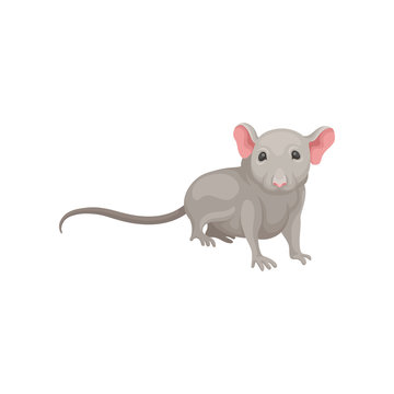 Flat Vector Icon Of Small Mouse. Domestic Rodent With Gray Coat, Pink Rounded Ears And Long Tail. Home Pet