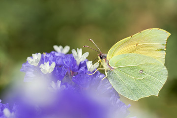 Gonepteryx cleopatra close-up