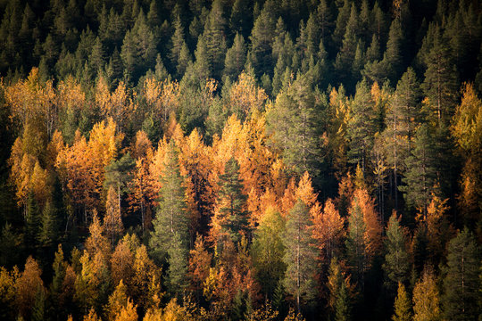Autumn colors