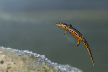 Bosca's Newt swimming
