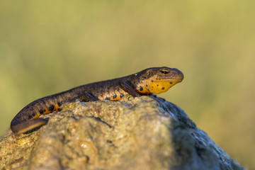 Bosca's Newt at the golden hour