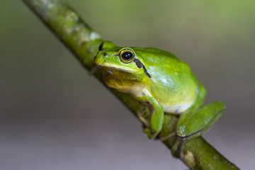 Mediterranean tree frog in a tree