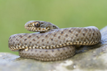 Montpellier snake juvenile