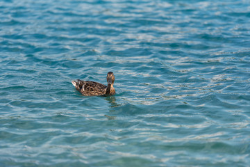 Wild duck floating on lake calm water