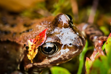Frog with a leaf