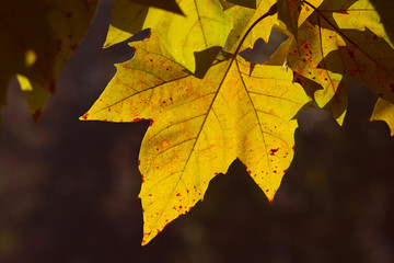 Golden yellow autumn leaves on the branch, with dark background