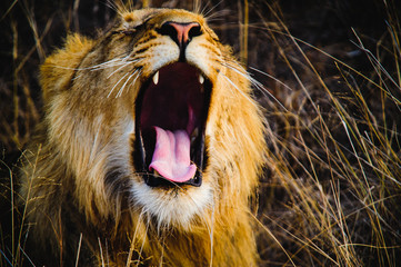 South Africa closeup of a lion screaming on savannah. Kapama private game reserve. South Africa.