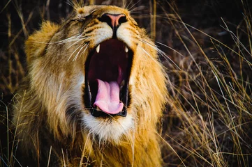 Photo sur Plexiglas Lion Afrique du Sud gros plan d& 39 un lion criant sur la savane. Réserve de chasse privée de Kapama. Afrique du Sud.