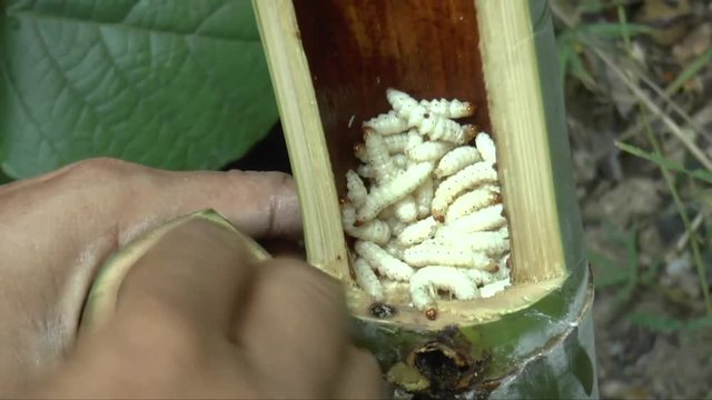 People find bamboo worms to eat. this is traditional entomoghagy life of Thai people in Northern Region.  It's pupae in bamboo or Scientific name Omphisa fuscidenttalis Hampson. it is the most expensi