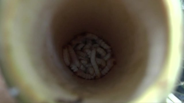 People find bamboo worms to eat. this is traditional entomoghagy life of Thai people in Northern Region.  It's pupae in bamboo or Scientific name Omphisa fuscidenttalis Hampson. it is the most expensi