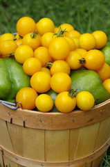 Close up of Basket of fresh yellow tomatoes 