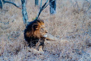 Fototapeta premium South Africa medium distance shot of a lion relaxing on savannah. Kapama private game reserve. South Africa.
