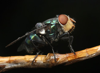 dark flies hope