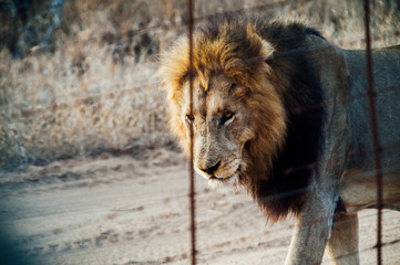 South Africa male lion beside a protection fence inside Kapama private game reserve.