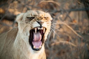 Fototapeta premium South Africa closeup of a lioness screaming on savannah at dusk. Kapama private game reserve. South Africa.