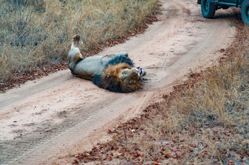 Obraz premium Male adult lion followed by a tourist 4x4 jeep. Kapama private game reserve near the Kruger national park. South Africa