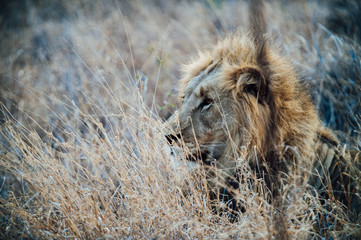 South Africa male lion beside a protection fence inside Kapama private game reserve.