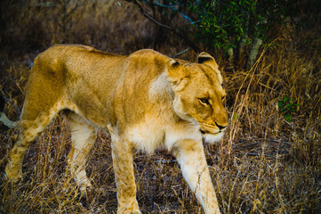 Naklejka na ściany i meble South Africa extremely closeup of a lioness relaxing on savannah at dusk. Kapama private game reserve. South Africa.
