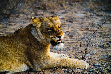 South Africa extremely closeup of a lioness relaxing on savannah at dusk. Kapama private game reserve. South Africa.