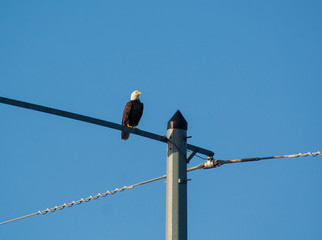 Eagle