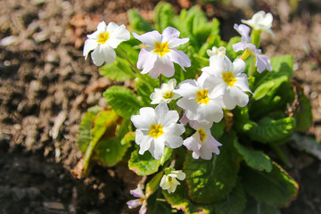 white primrose in a flower bed