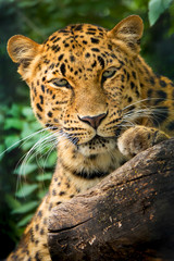 Fototapeta na wymiar Endangered Amur Leopard portrait was shot at a local zoo in a light overcast condition. Normally, this big cat is hard to shoot as it is nocturnal and either sleeping or hungry and rapidly moving 