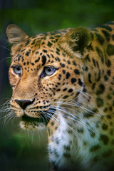 Fototapeta na wymiar Endangered Amur Leopard portrait was shot at a local zoo in a light overcast condition. Normally, this big cat is hard to shoot as it is nocturnal and either sleeping or hungry and rapidly moving 
