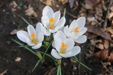 White crocus on the ground