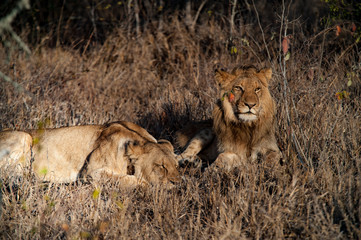Couple of South Africa lions relaxing on the savannah. Kapama private game reserve