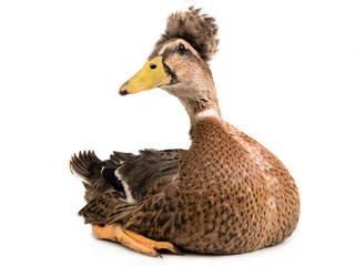 male brown duck isolated
