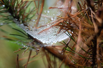 Mesmerizing Dew in a Spider's Web
